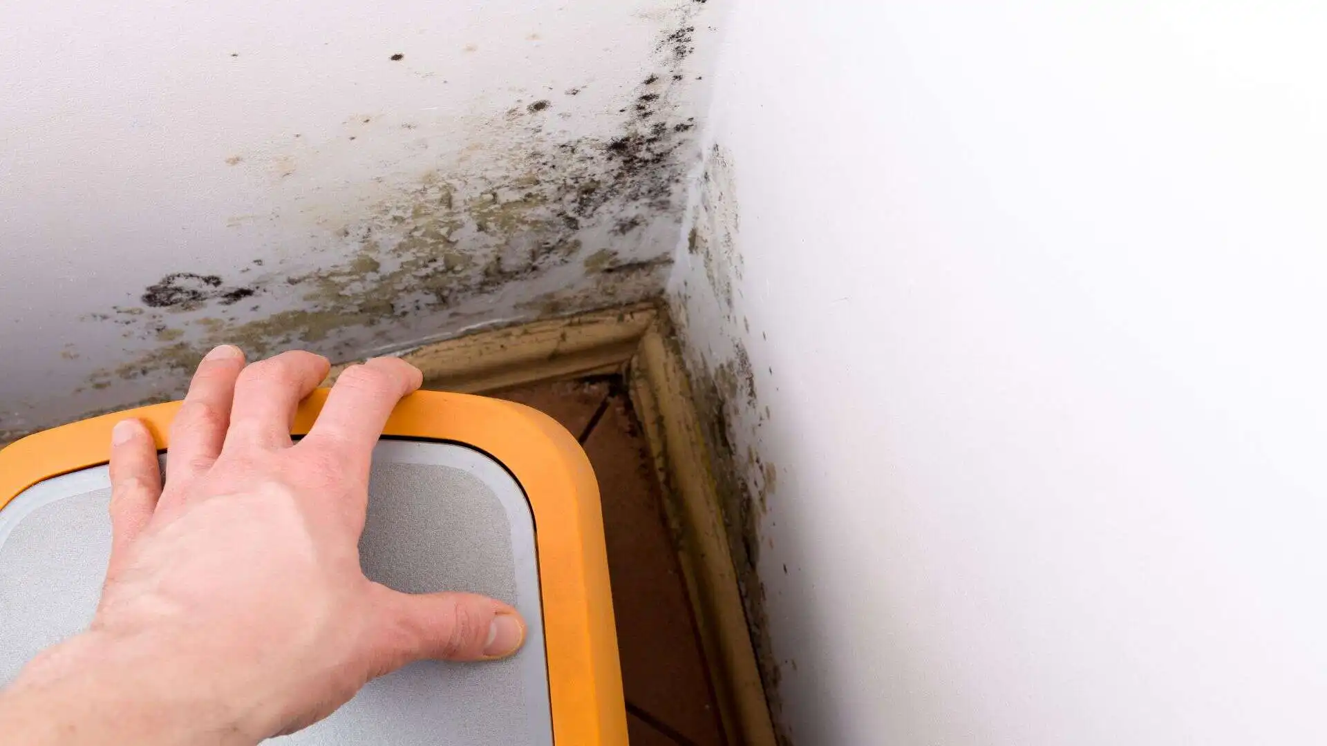 Mold-Inspection-Cleanup-in-Clearwater-FL