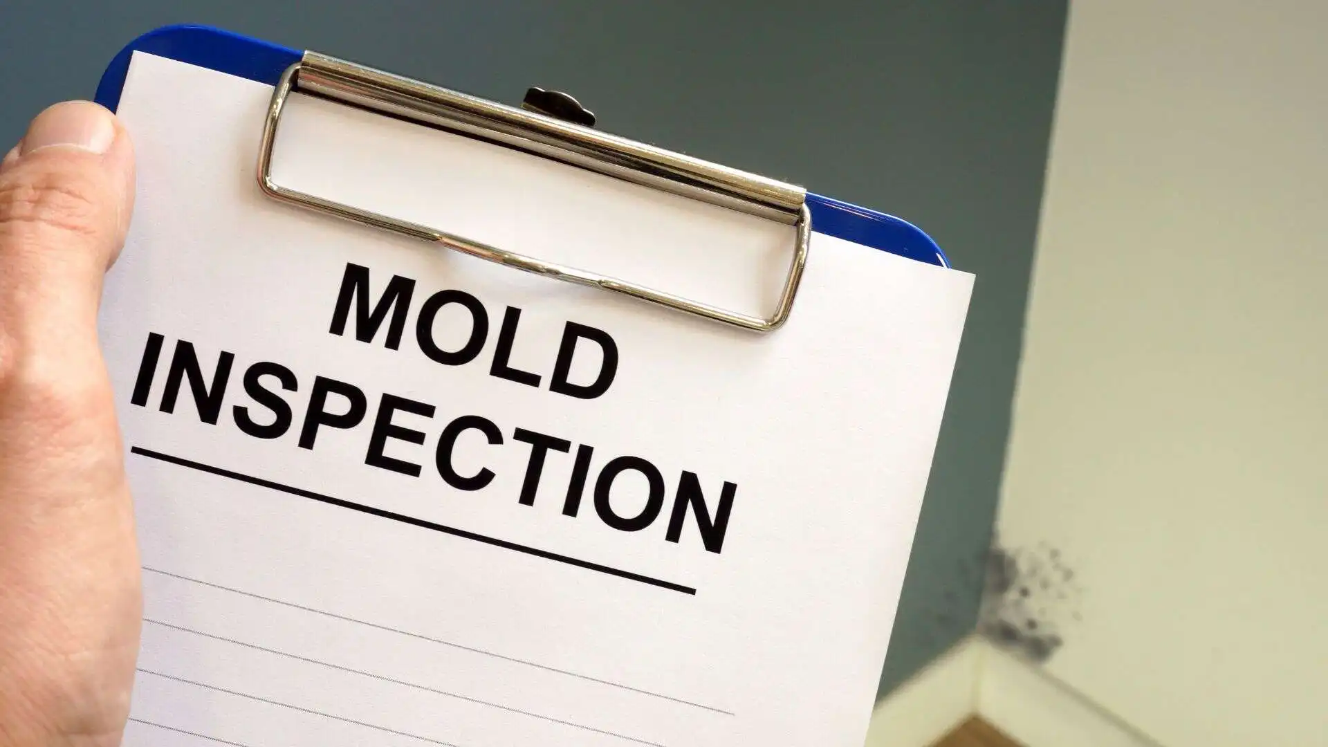 Mold Inspection and Remediation in Tampa, FL