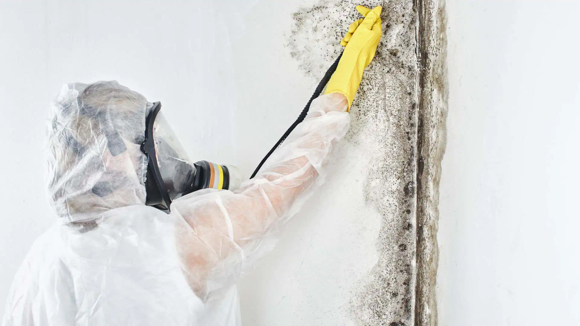 Mold Removal and Remediation in St. Petersburg, FL