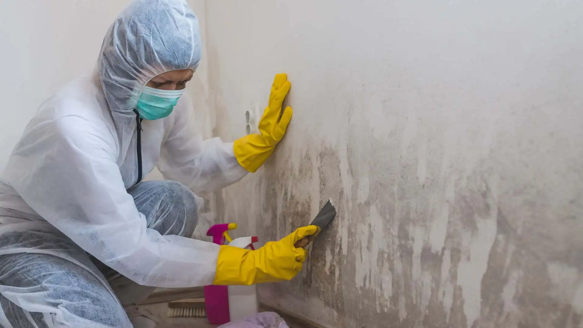 Professional Mold Cleanup in Gulfport, FL