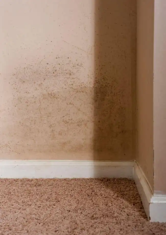 Water Damage Restoration in St. Petersburg, FL
