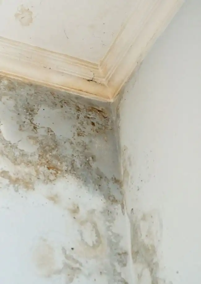 Water Damage restoration in Clearwater, FL